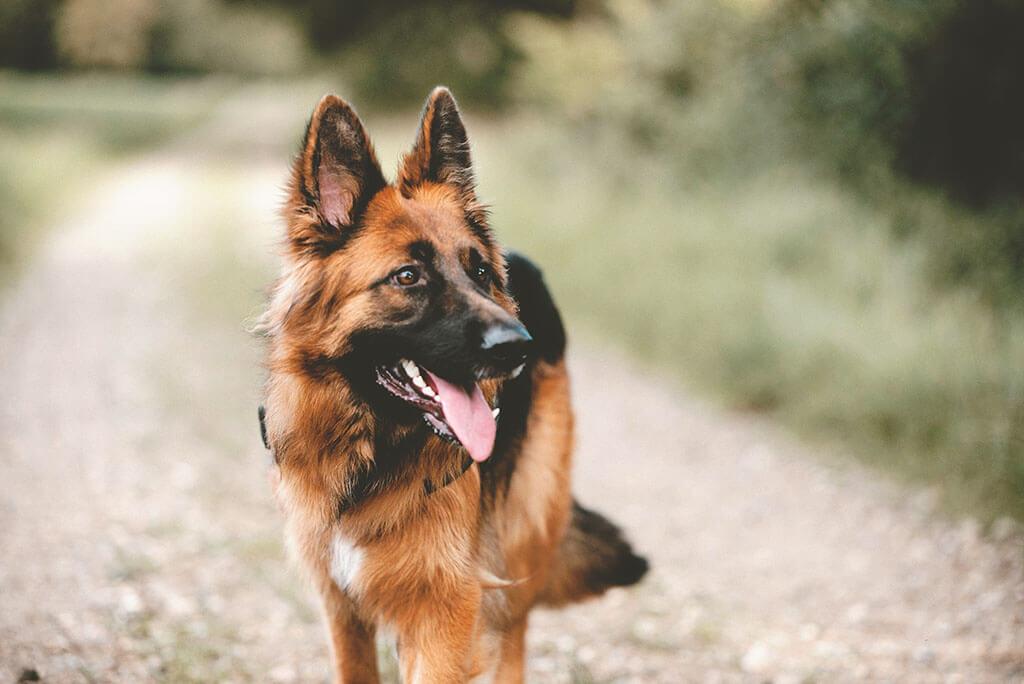 German Shepherd Skin Issues and How to Help Them